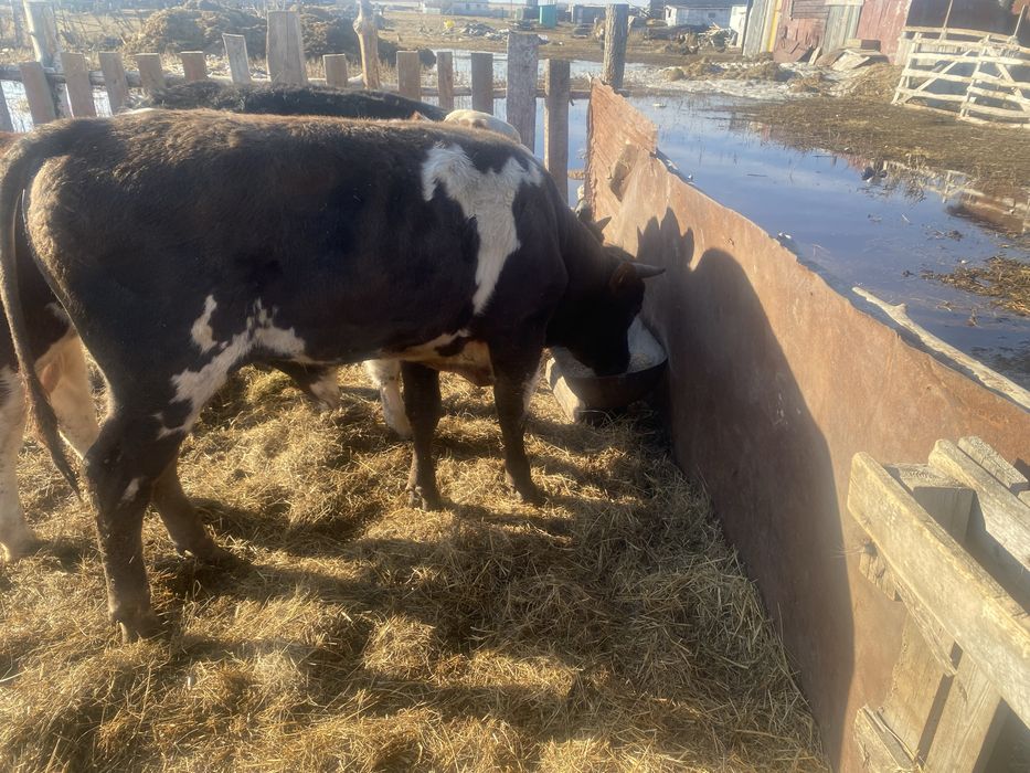 Продам упиттанного бычка