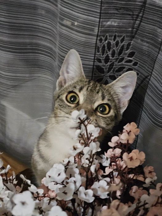 Adoptie montan castrat