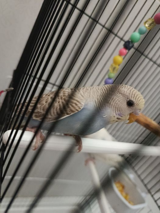 Продаётся попугаи