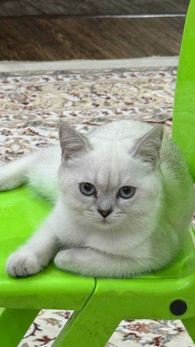 Серебристая шиншилла