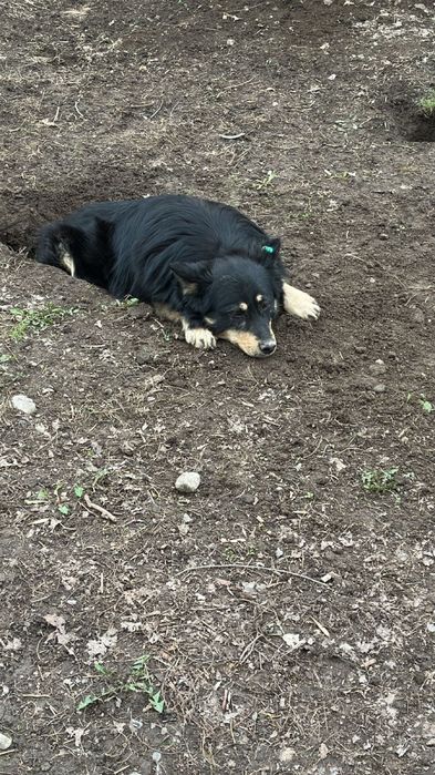 Отдам в хорошие руки