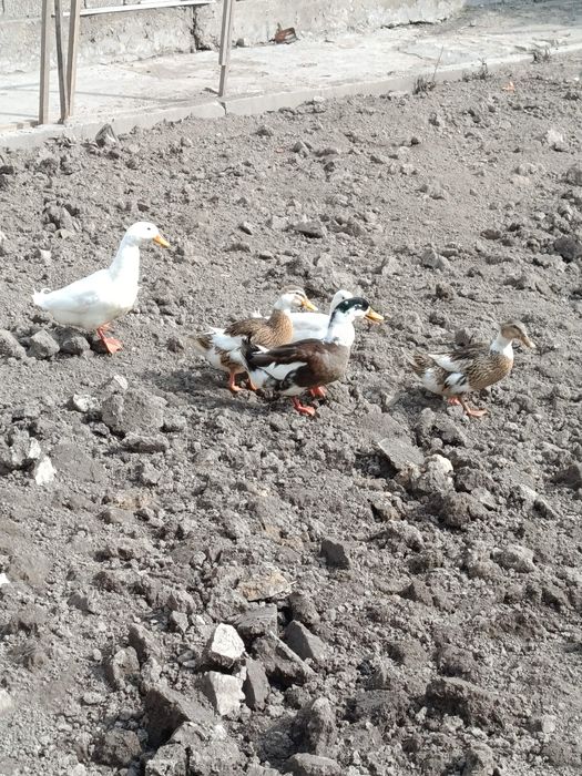 Xoroz va óradaklar sotilad