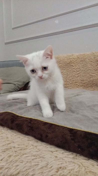 Кошка шотландская