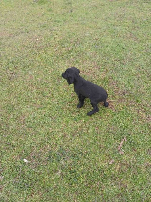 3 кученца курцхаар/кокер