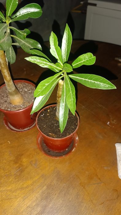 Adenium daraxti va ayol baxt guli sotuvda