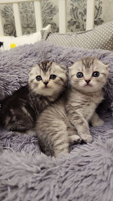 Чудесные Шотландские Котятки.