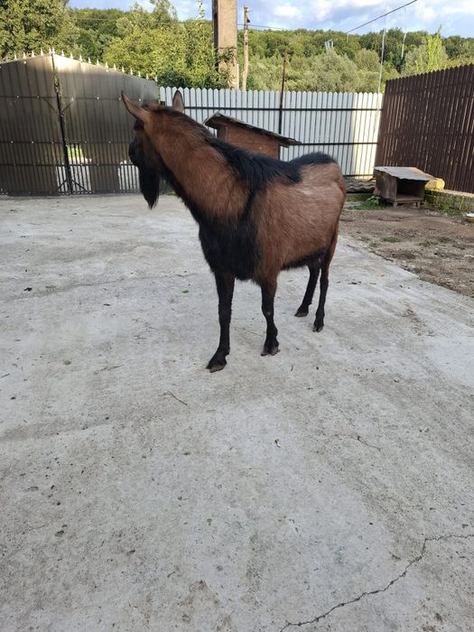Vând țap de rasă Alpin Francez. 1500 RON  Negociabil