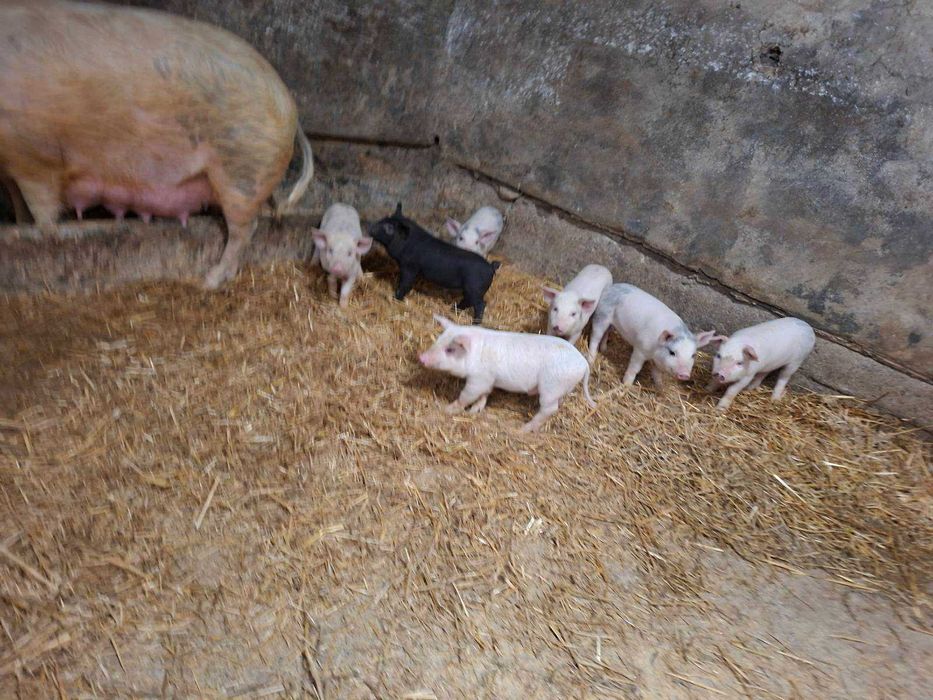 Свиня със 7 прасета