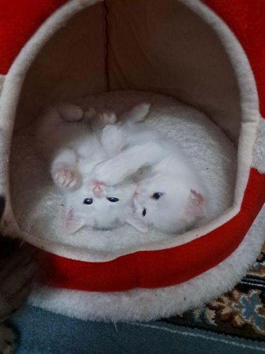 шотландский мушук болалари