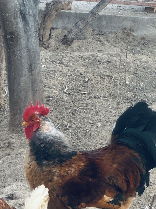 Кораз сатылады 6300тг