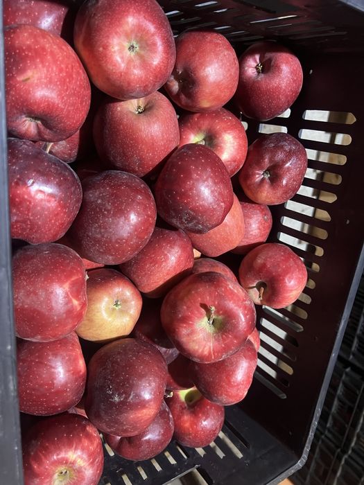 Продам яблоки   ( Американка )  1-2 сорт.