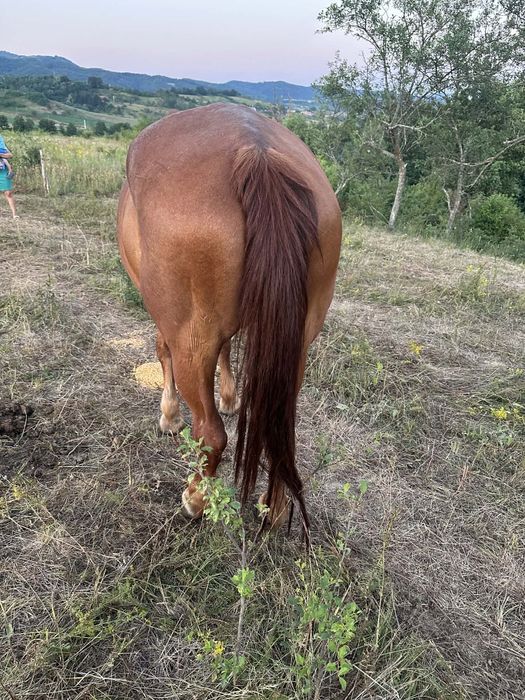 Vand iapa de 8 pe 9 ani garantata
