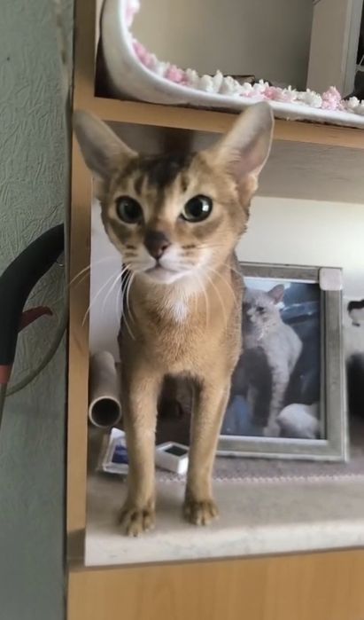 Абиссинский котенок.