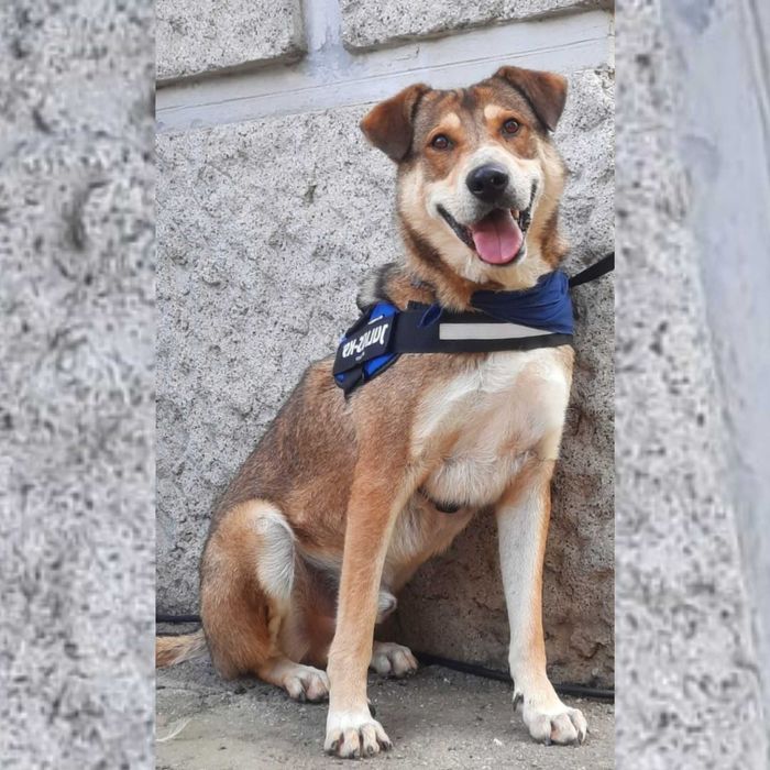 Câini pentru adopție – oferă-le o șansă la o viață mai bună