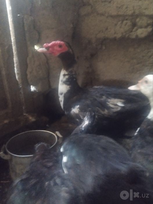 Gibrid yirik boʻladigan indoutka jo'jalari sotiladi