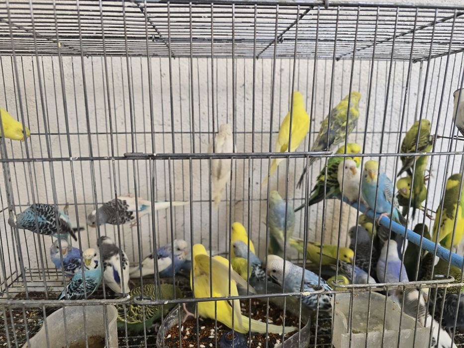 Волнистые папугаи