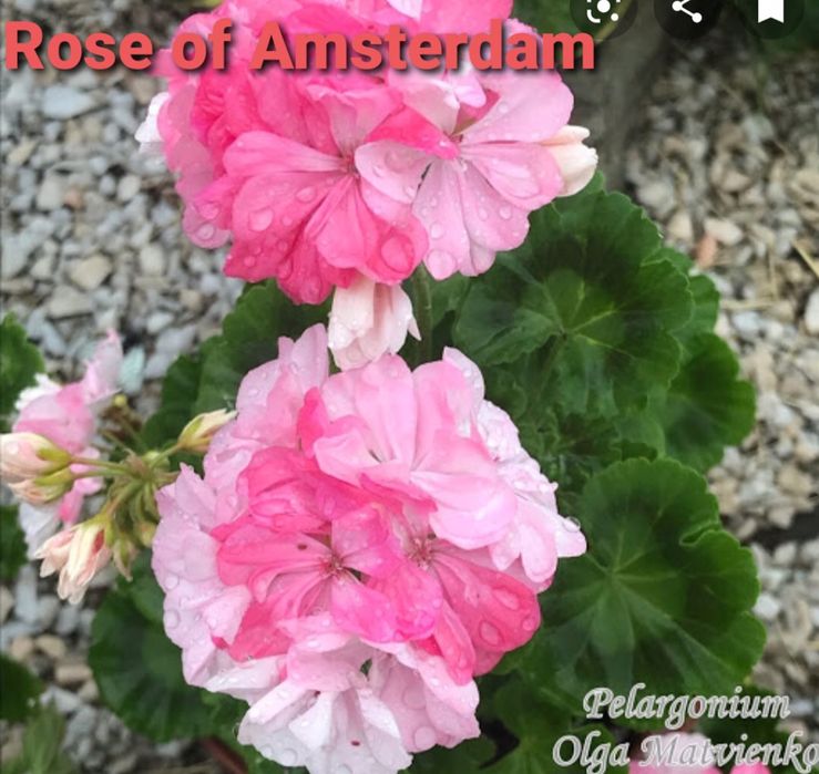 Продам герань