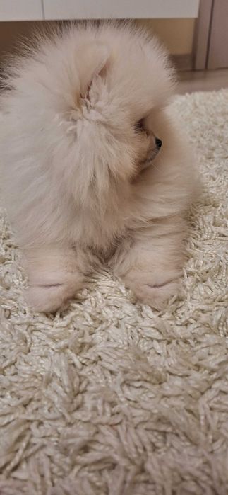 Мини бял померан