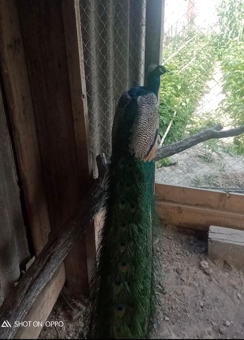 Павлин молодой...