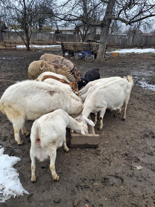 Capre de vanzare sannen