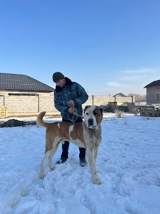 Молодой помес ит сатылады линиясы барр