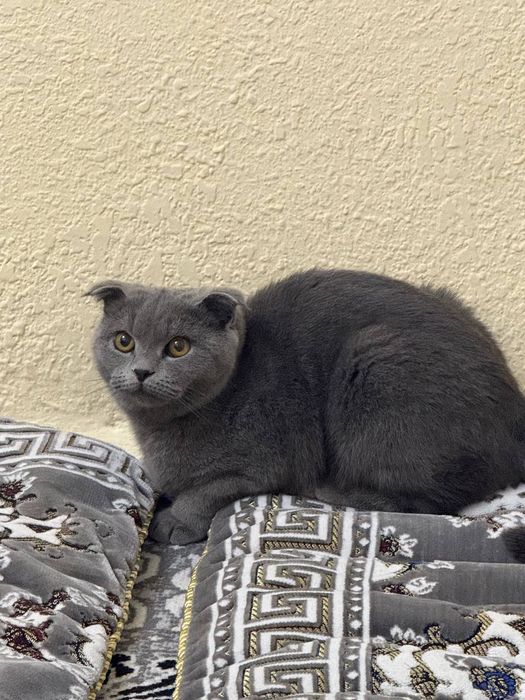 Кошка продаётся 7 месяцев