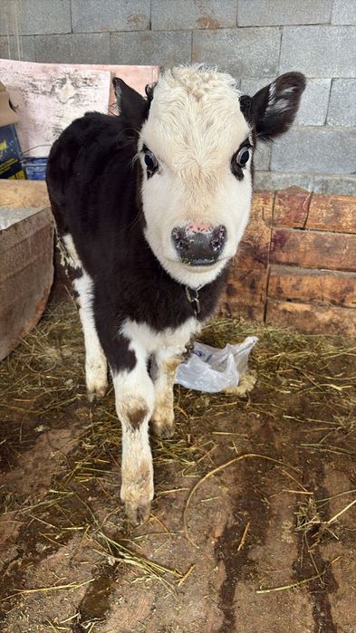 Сиыр бызауымен сатылады