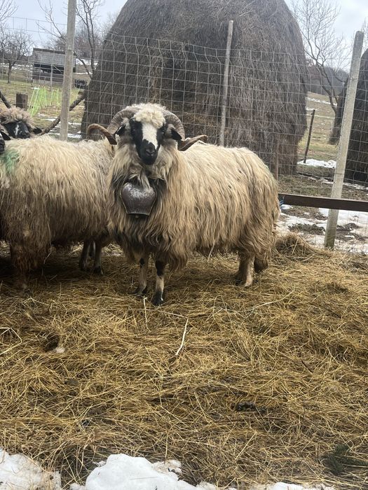 Schimb pe oaie cu miel