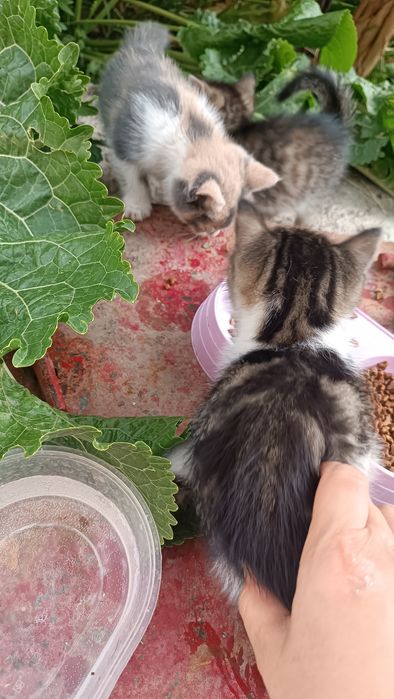 Uy mushuklari hadiyaga beriladi