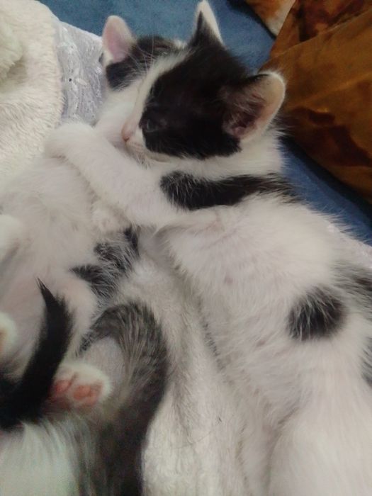 Отдам даром котят