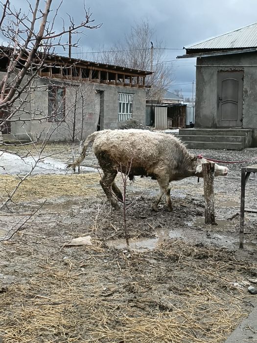 Подсос сатылады бағасы 400000мың 8 айлық