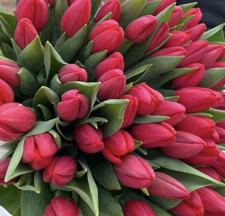 Алматы — Тюльпаны оптом — 450 тг