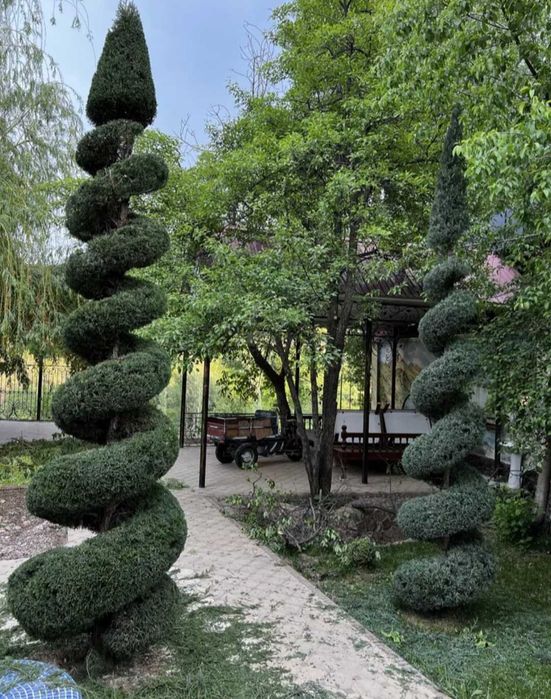 Gazon archa xizmatlari