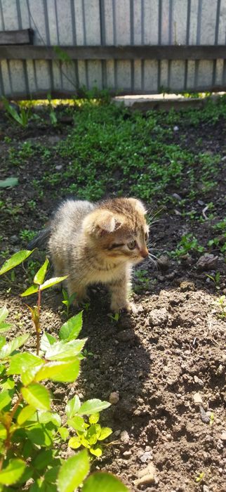 Котята вислоухие