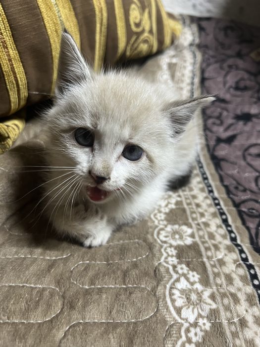Отдадим котенка мальчик сиамский