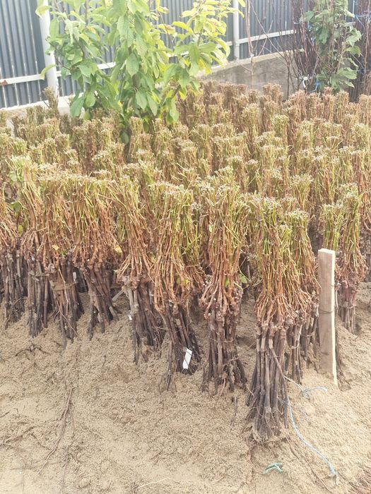 Butasi de vita de vie altoiti