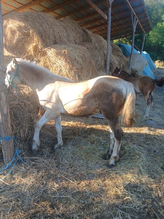 Vând 2 mânzji și o mânză