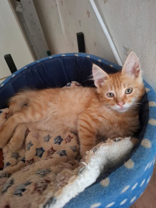 Котенок в добрые руки