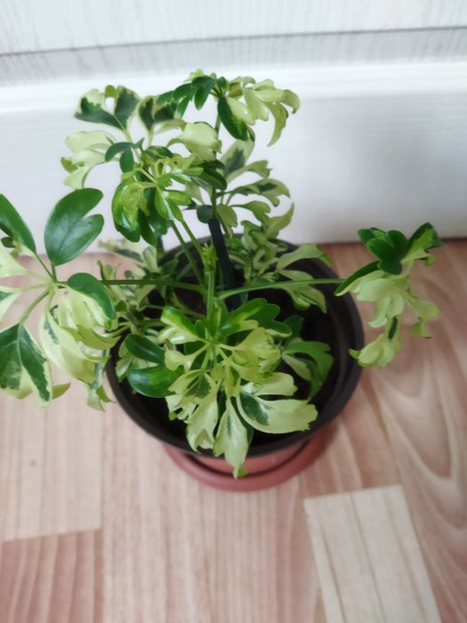 Комнатные цветы продам