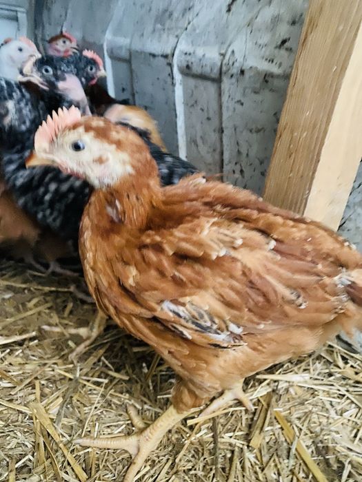 Pui de rasa mixta si de carne