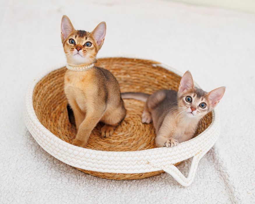 Абиссинские котята. Абиссинский котенок