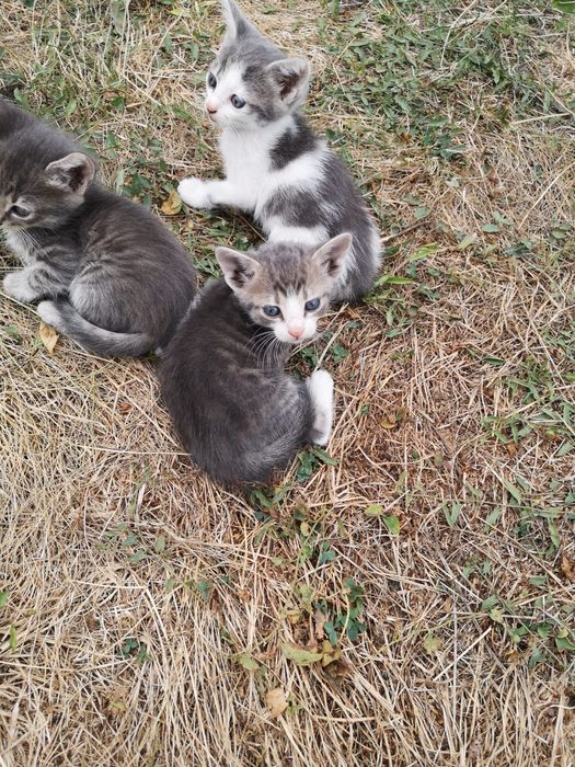 Adoptie pisicute