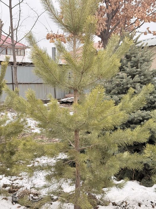 Тяньшаньская ель и сосны