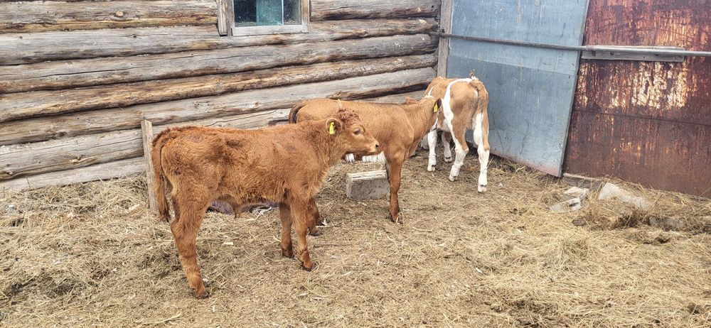 Продам телят 3 месяца