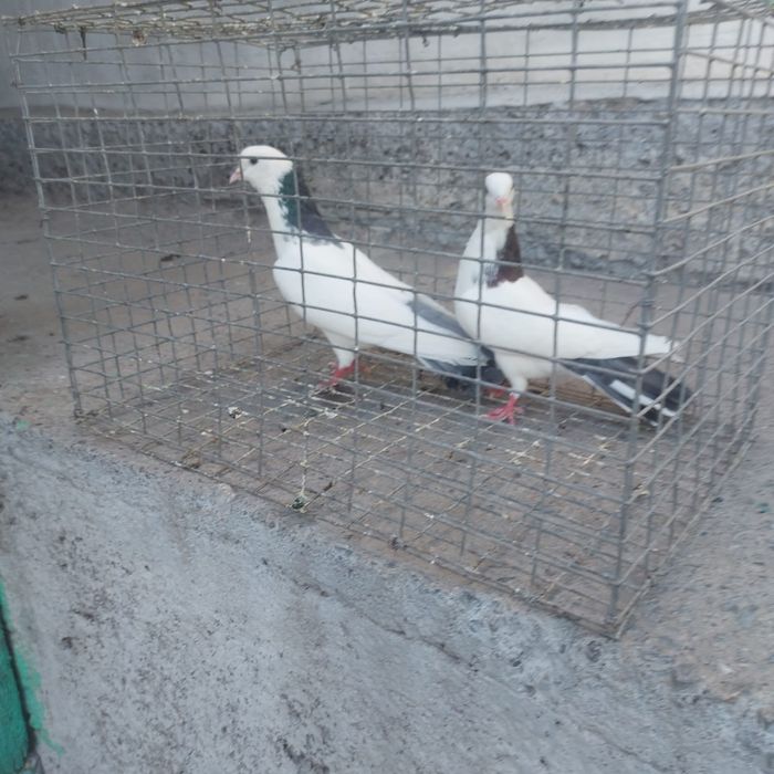 Сиза шейки готовый лет боям