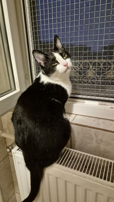 Kiki si Pirata pisicile