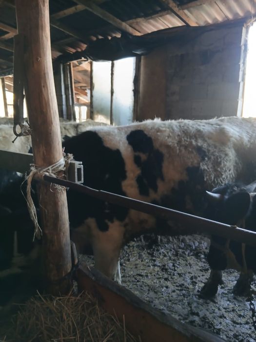 Продается быки