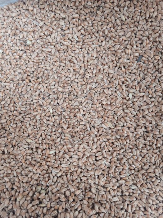 Vand Grau orz si porumb