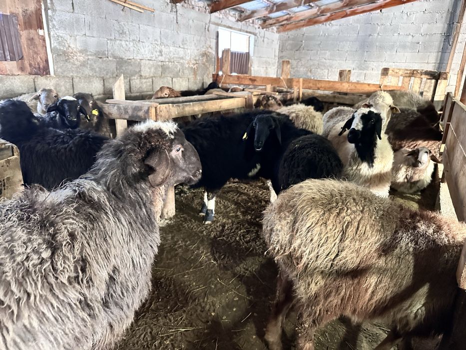 Семіз байланған қой сатылады