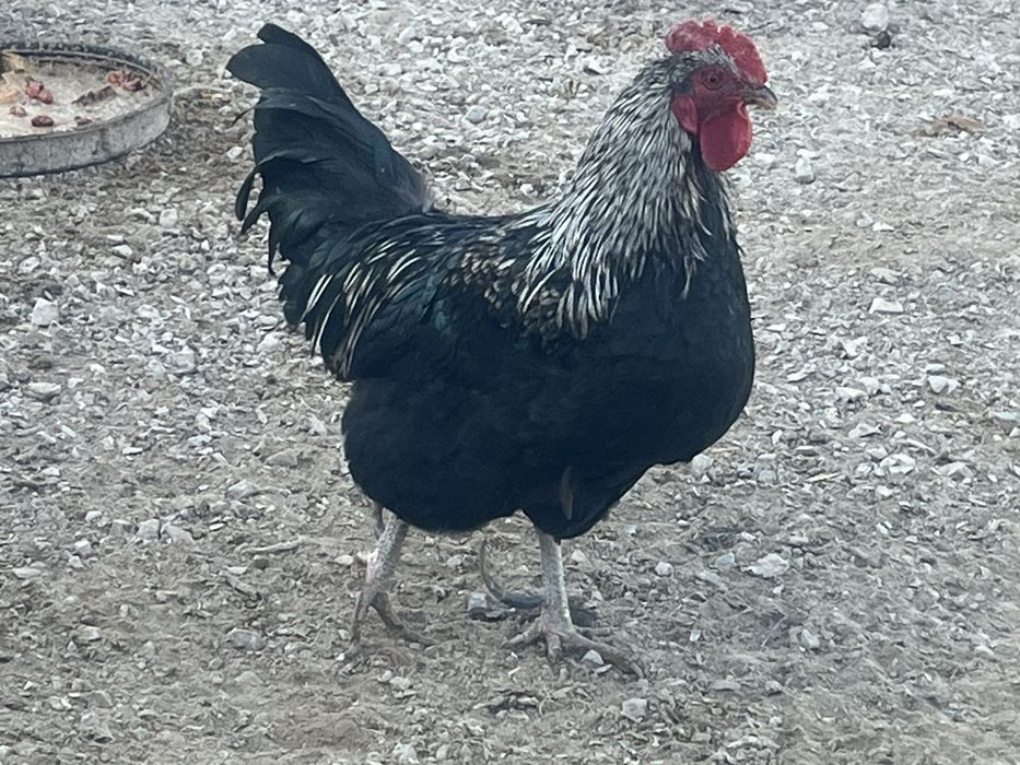 Жас Кораз сатылады молодой петух продам